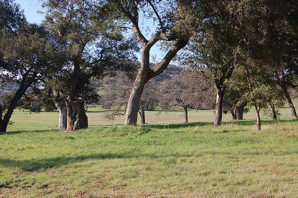 DSC 0923
