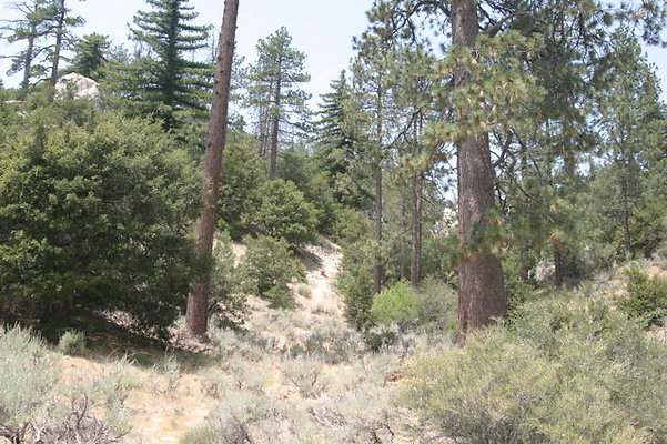 IMG 4239