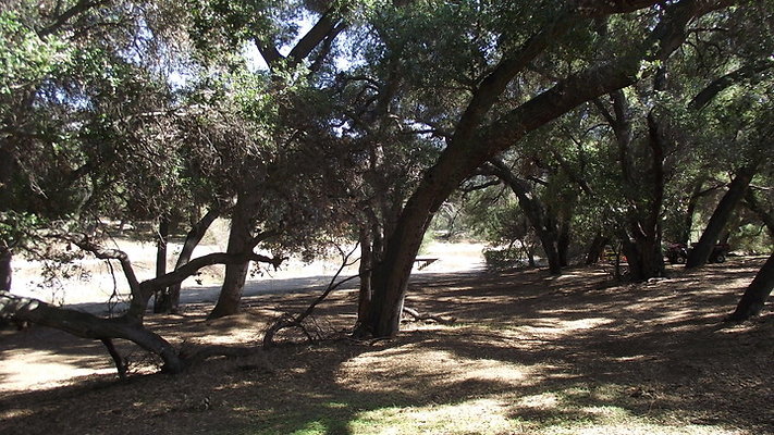 Greer.Ranch.Trees.14
