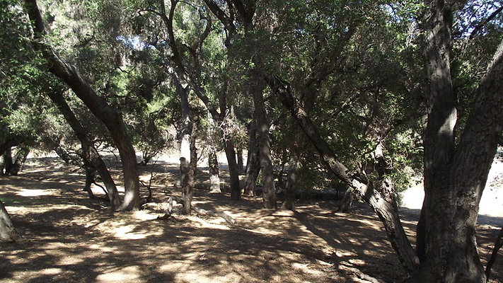 Greer.Ranch.Trees.24