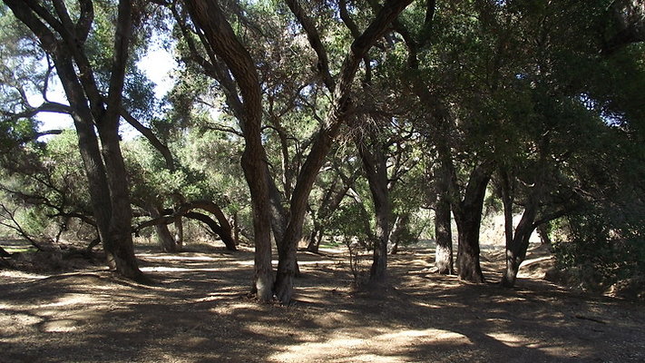 Greer.Ranch.Trees.04