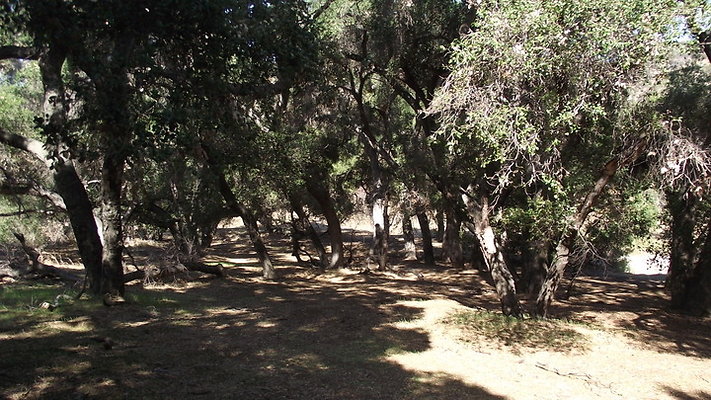 Greer.Ranch.Trees.21
