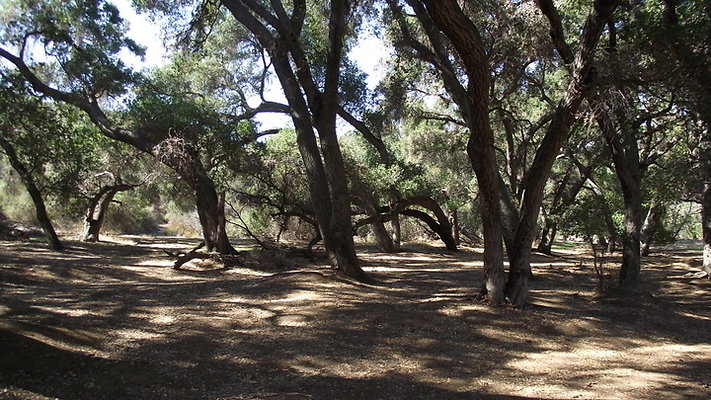 Greer.Ranch.Trees.05
