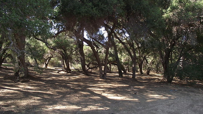 Greer.Ranch.Trees.31