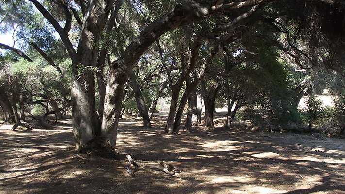 Greer.Ranch.Trees.03