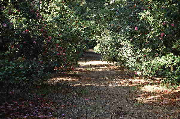 West Camillia Forest.Descanso Gardens