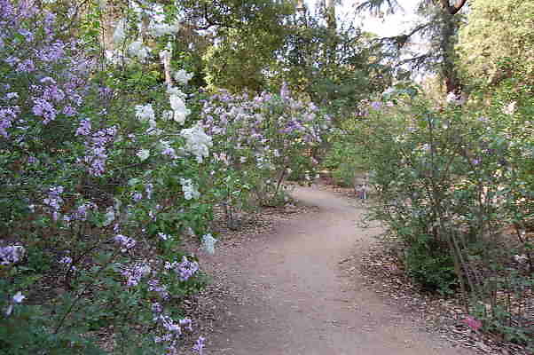 Lilac Gardens.Descanso Gardens