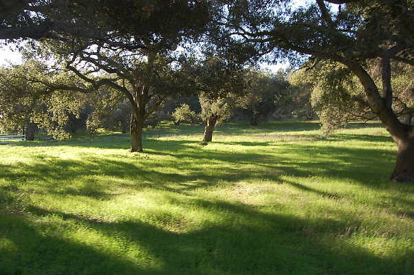 Ventura Farms.Trees.Off Road.Guest House to  Thorton Ranch