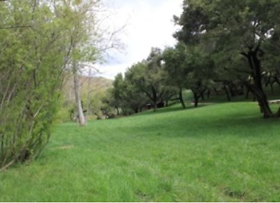 Canyon.Ranch.Trees.Grass.Forest22 Canyon.Ranch.Trees.Grass.Forest22