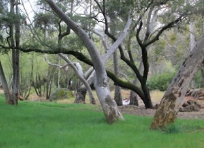 Canyon.Ranch.Trees.Grass.Forest26 Canyon.Ranch.Trees.Grass.Forest26