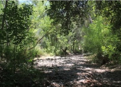 Canyon.Ranch.Trees.Grass.Forest09 Canyon.Ranch.Trees.Grass.Forest09