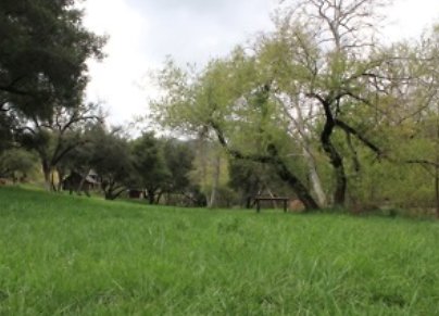 Canyon.Ranch.Trees.Grass.Forest19 Canyon.Ranch.Trees.Grass.Forest19