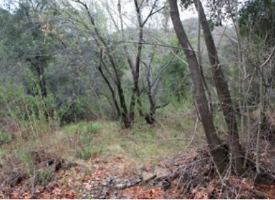 Canyon.Ranch.Trees.Grass.Forest10 Canyon.Ranch.Trees.Grass.Forest10