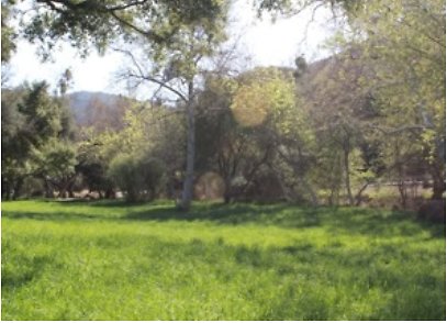 Canyon.Ranch.Trees.Grass.Forest23 Canyon.Ranch.Trees.Grass.Forest23