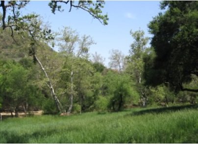 Canyon.Ranch.Trees.Grass.Forest03 Canyon.Ranch.Trees.Grass.Forest03