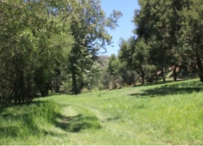 Canyon.Ranch.Trees.Grass.Forest27 Canyon.Ranch.Trees.Grass.Forest27