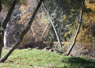 Canyon.Ranch.Trees.Grass.Forest11 Canyon.Ranch.Trees.Grass.Forest11