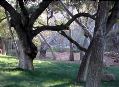 Canyon.Ranch.Trees.Grass.Forest15 Canyon.Ranch.Trees.Grass.Forest15