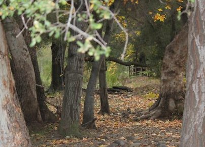 Canyon.Ranch.Trees.Grass.Forest08 Canyon.Ranch.Trees.Grass.Forest08