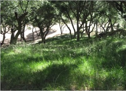 Canyon.Ranch.Trees.Grass.Forest01 Canyon.Ranch.Trees.Grass.Forest01