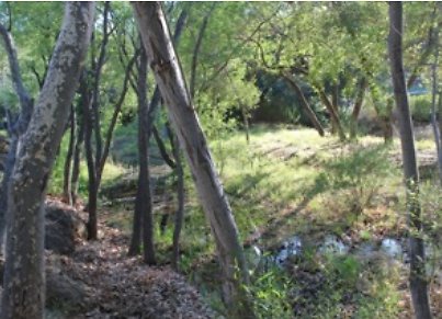 Canyon.Ranch.Creek19