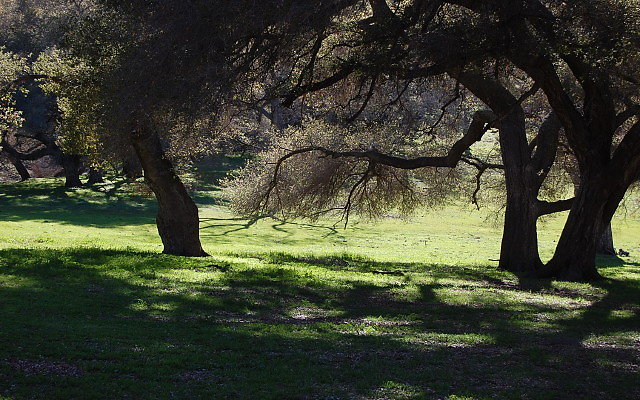 DSC 0265