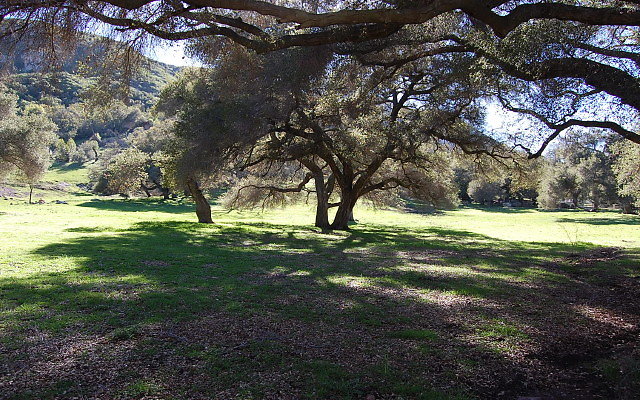 DSC 0262