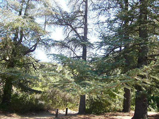 Malibu Creek State Park.Pine Trees