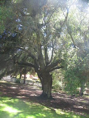 Rancho de Los FresnosOak Tree Grove