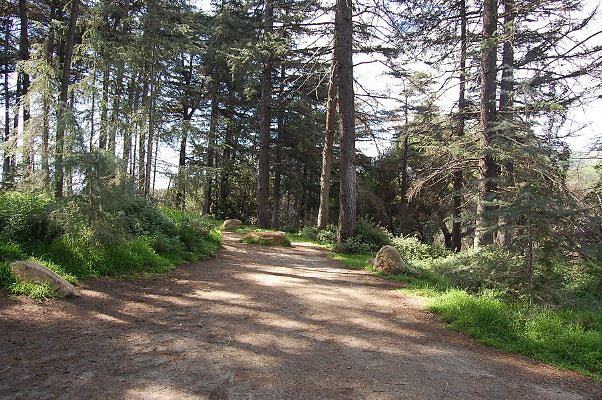 DSC 0020