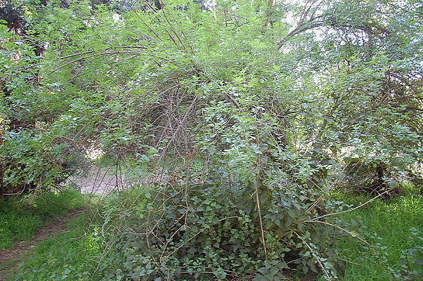 DSC 0060