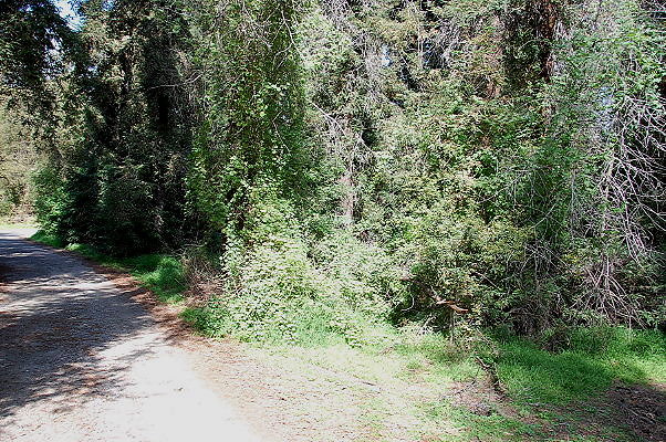DSC 0004