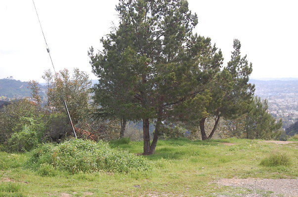 DSC 0043