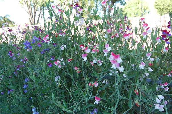 DSC 0086