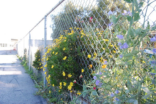 DSC 0375