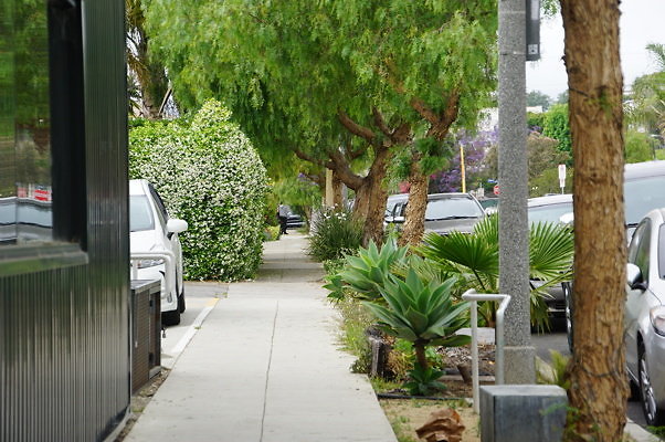 Dimmick.Ave.No.Rose.05