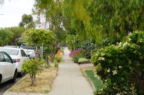 Dimmick.Ave.No.Rose.31