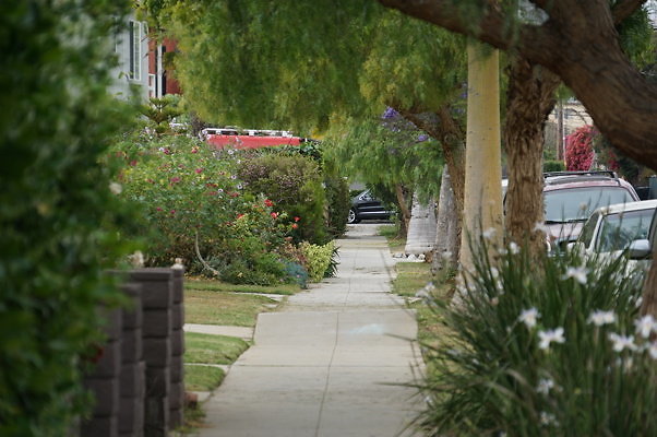 Dimmick.Ave.No.Rose.11