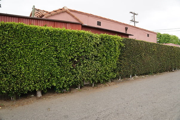 Dimmick.Ave.No.Rose.20