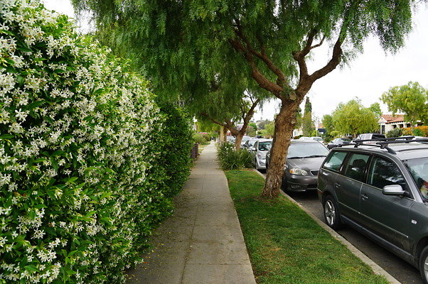 Dimmick.Ave.No.Rose.09