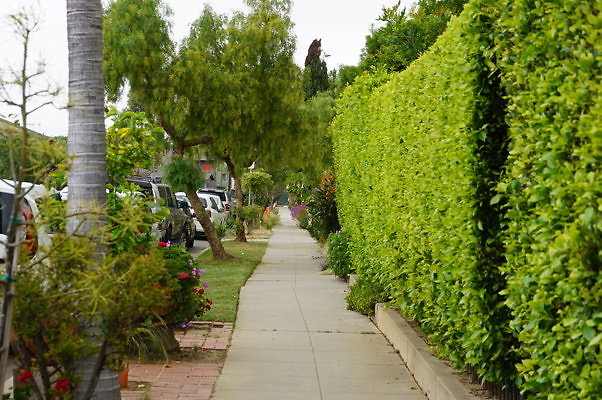 Dimmick.Ave.No.Rose.16