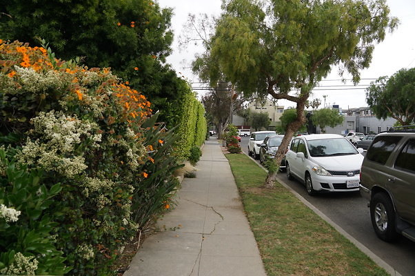 Dimmick.Ave.No.Rose.33
