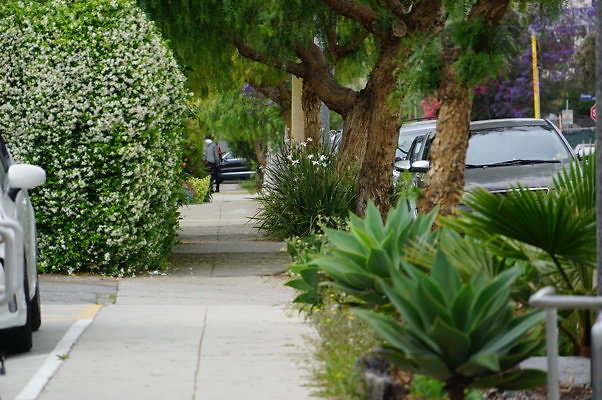 Dimmick.Ave.No.Rose.04