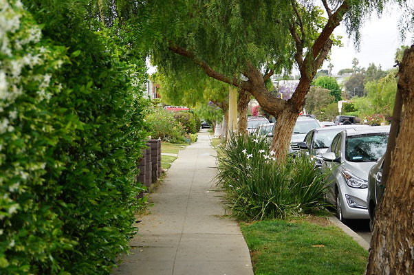 Dimmick.Ave.No.Rose.10