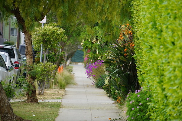 Dimmick.Ave.No.Rose.17