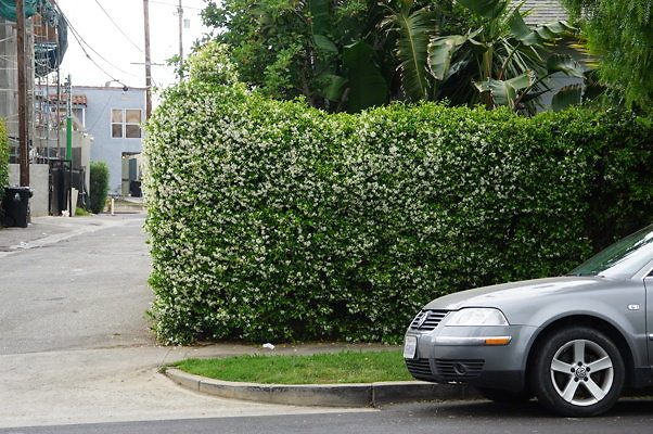 Dimmick.Ave.No.Rose.22