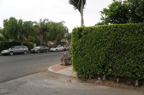 Dimmick.Ave.No.Rose.18