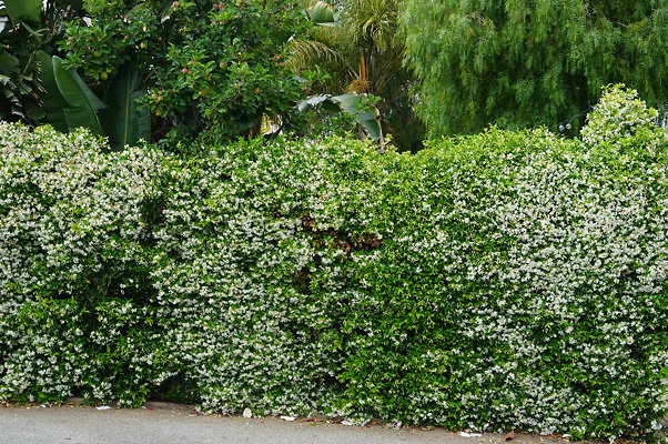 Dimmick.Ave.No.Rose.07