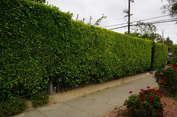 Dimmick.Ave.No.Rose.26