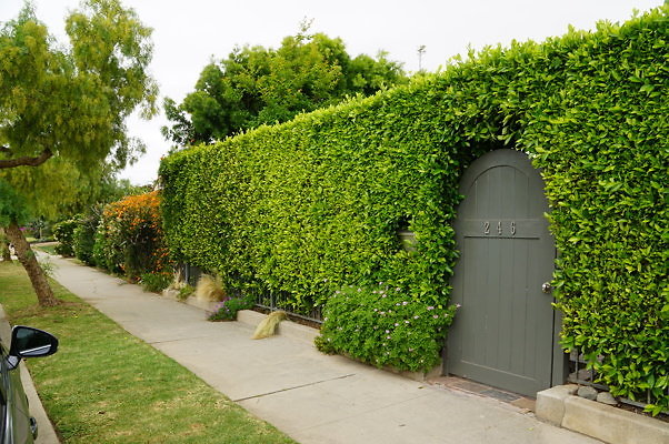 Dimmick.Ave.No.Rose.24
